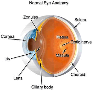 Lasik - Glossary of Medical Terms 1